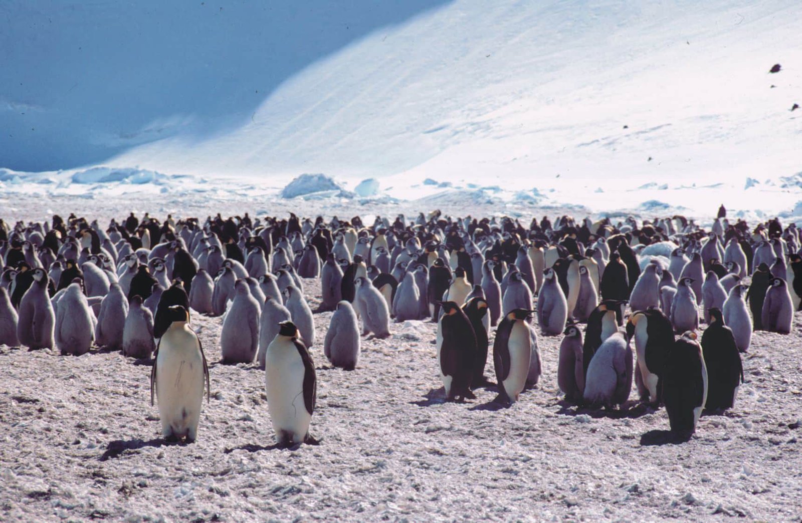 Antarctica landscape